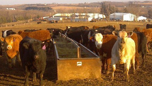 Cows eating from a trough in a field, with barns and farm buildings in the background.