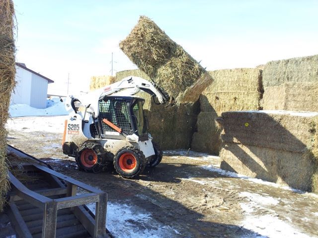 Bobcat lifting a hay bale in a snowy farmyard beside stacked hay bales.