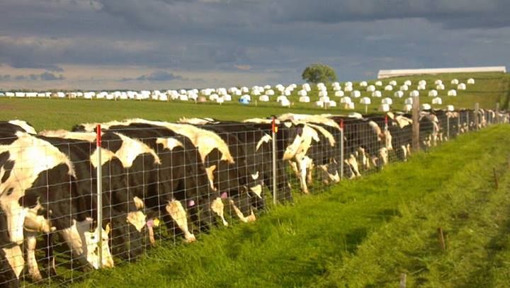 Black-and-white cows grazing in a fenced green pasture, with many more cows in the distance