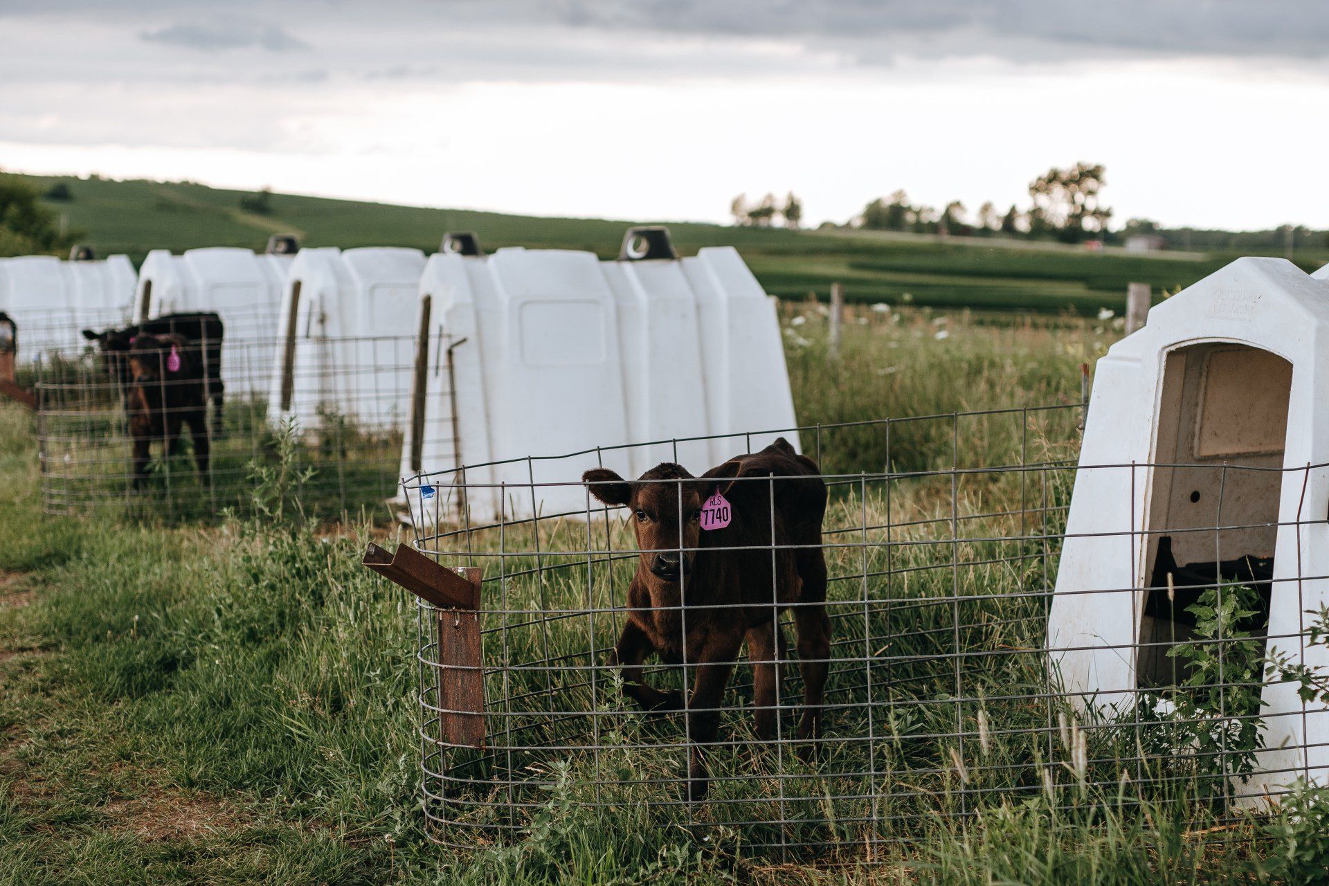 Calves in fenced white shelters on a grassy farm field under cloudy skies