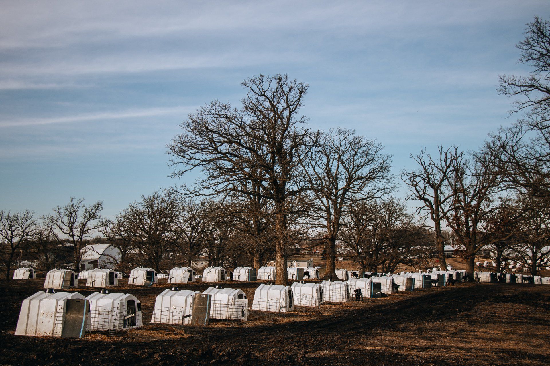 Rows of white headstones in a cemetery beneath bare trees and a cloudy sky