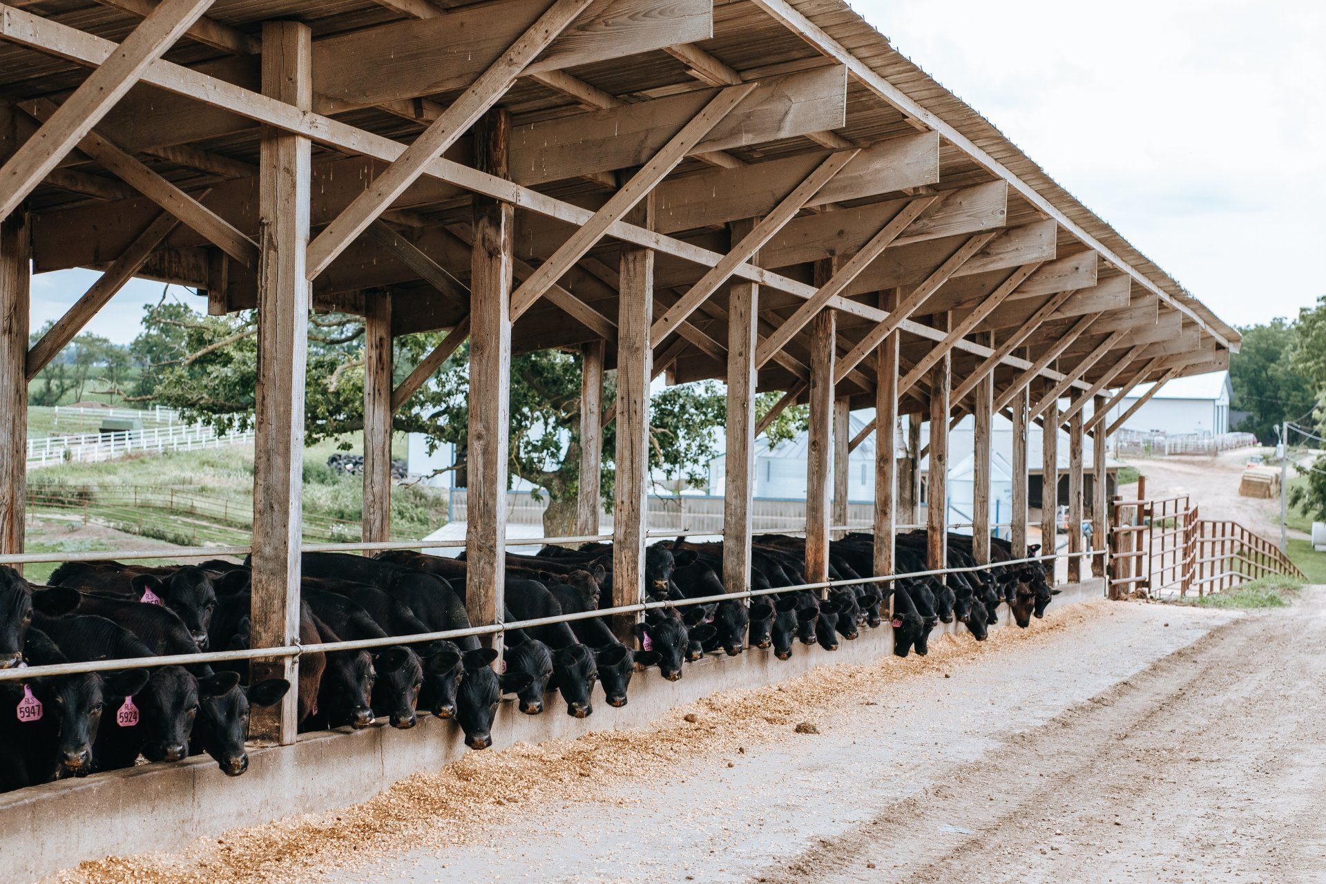 Long wooden cattle shelter with rows of black cows feeding along a gravel farm lane