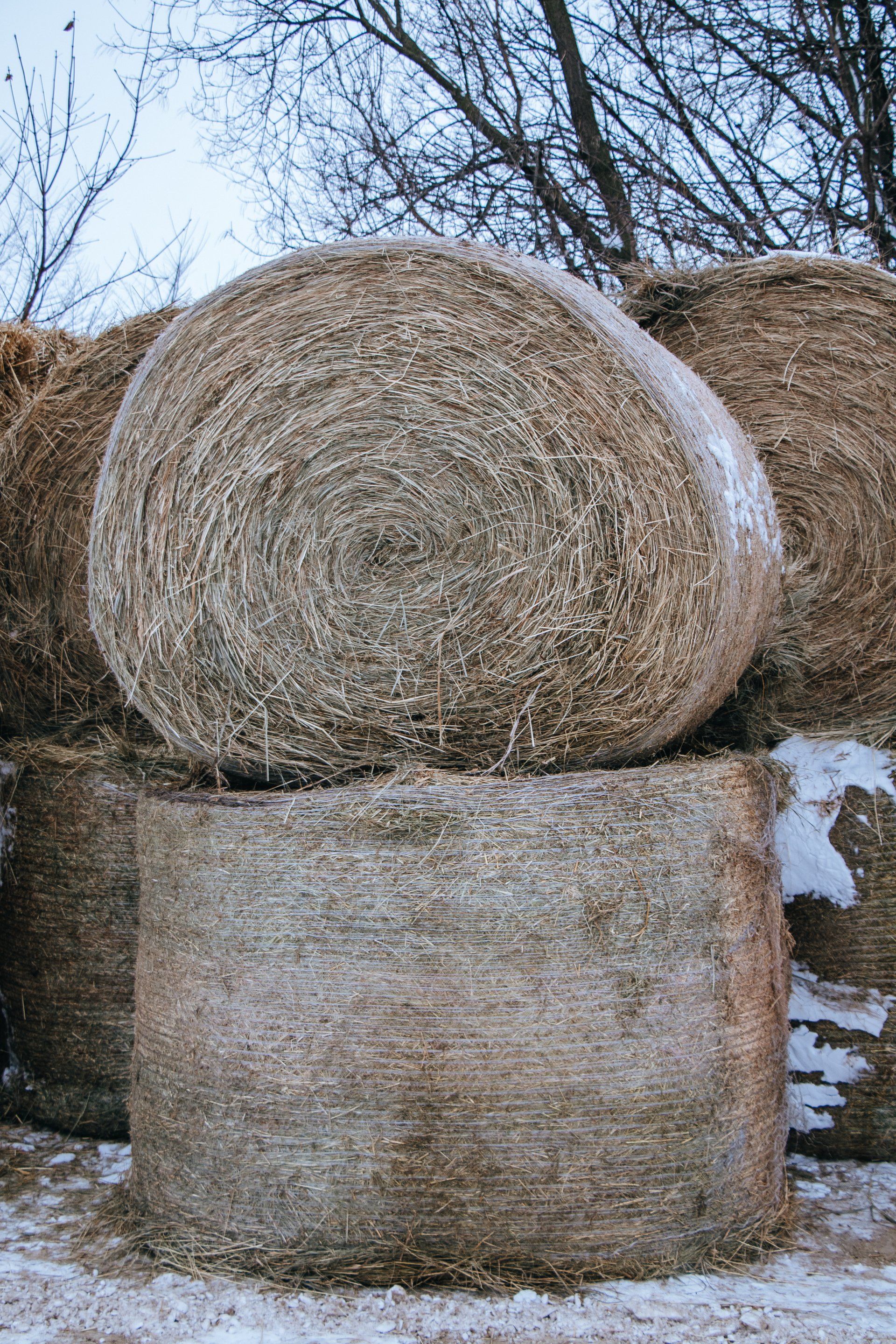 Two round hay bales stacked outdoors in a snowy field with bare trees behind them