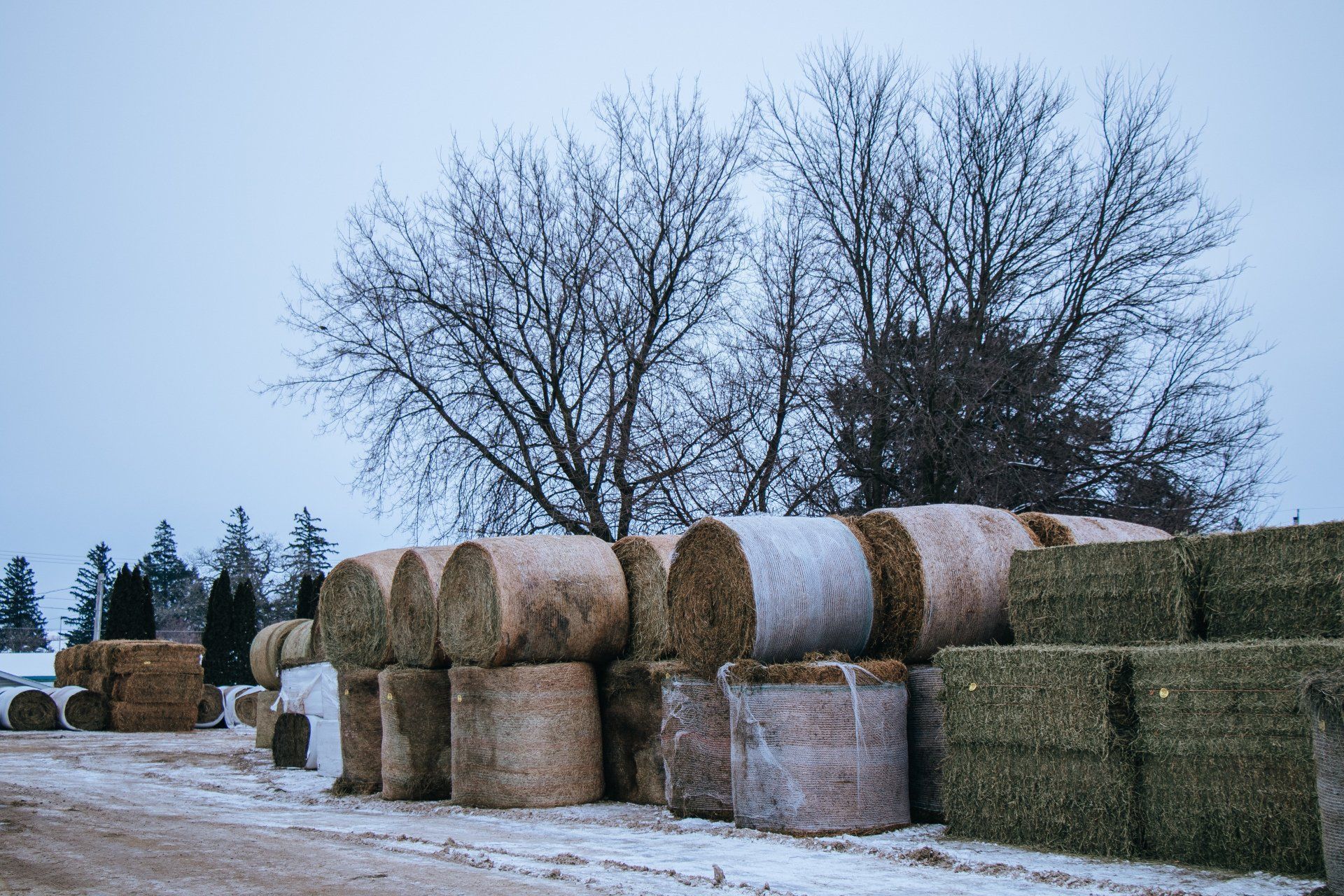 Stacks of hay bales and wrapped silage in a snowy farm field under bare winter trees