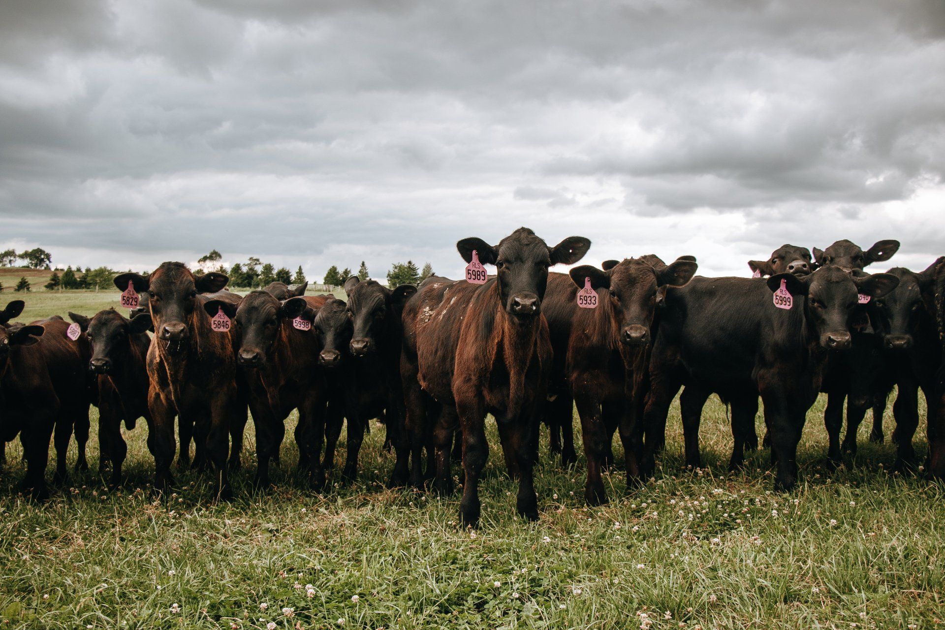 Herd of black cows standing in a grassy field under a cloudy sky