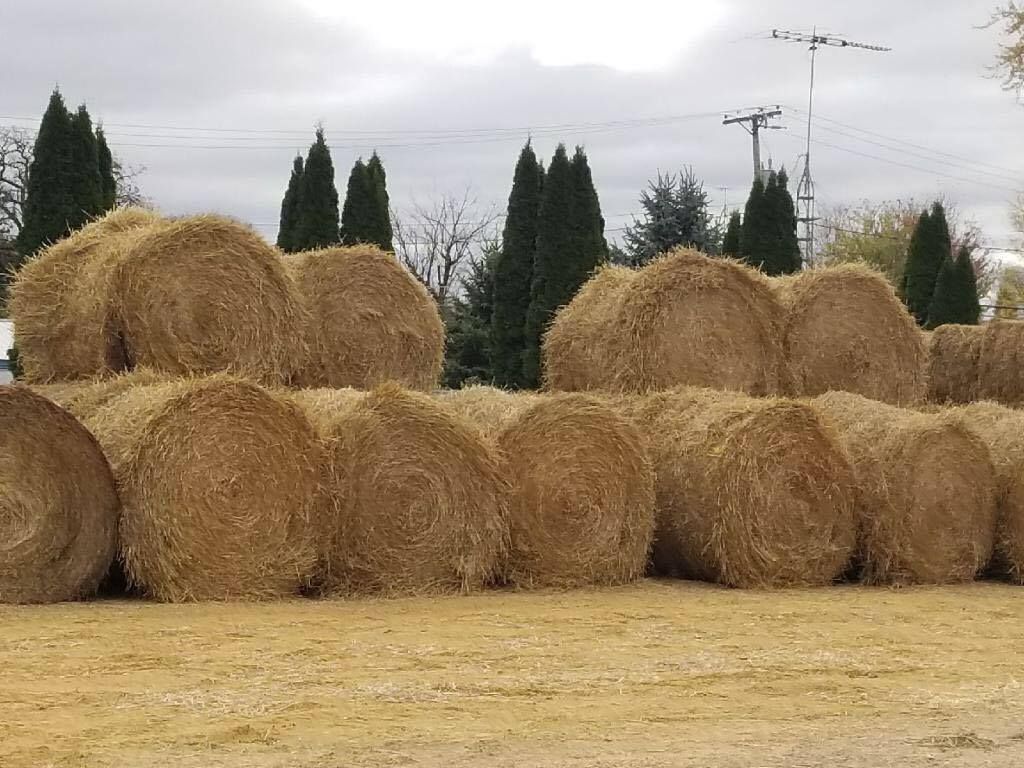 Stacked hay bales in a field with trees and a cloudy sky in the background