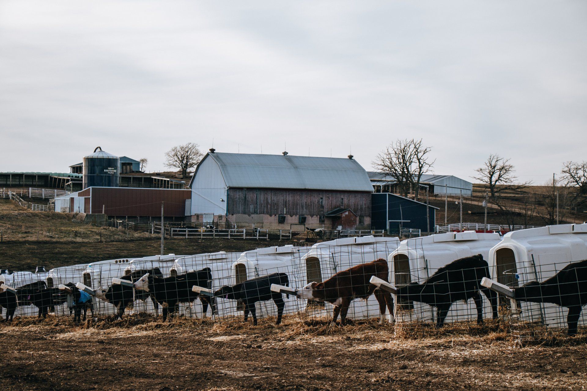 Cattle grazing in a snowy farm field beside a barn and fenced pasture under a cloudy sky