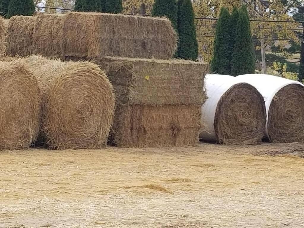 Hay bales stacked in a field beside evergreen trees, with white-wrapped silage bales nearby