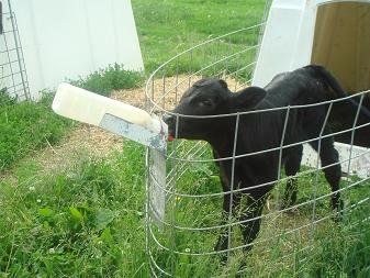 Black goat standing by a white wire fence in a grassy field, wearing a light collar or tag.
