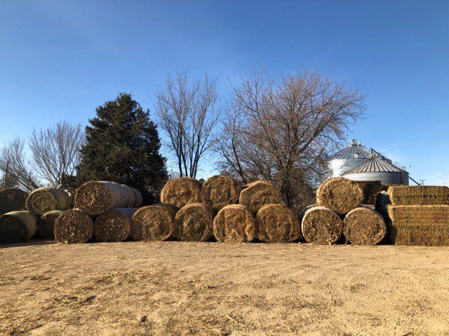 Hay bales stacked in a field with bare trees and a white barn under a blue sky