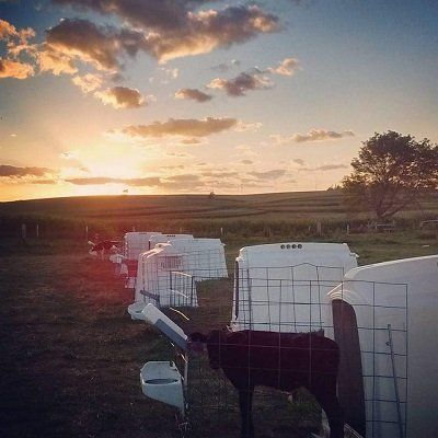 Cows in fenced pens at sunset on a rural hillside