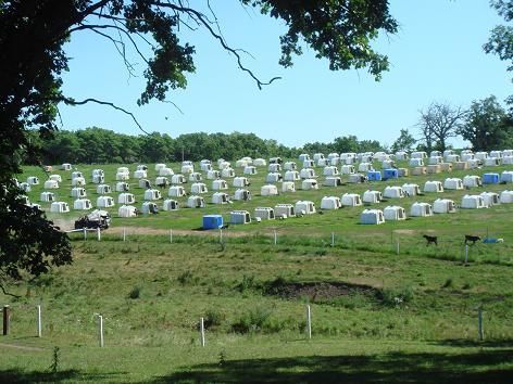 Rows of white and blue beehives on a grassy hillside with trees in the background