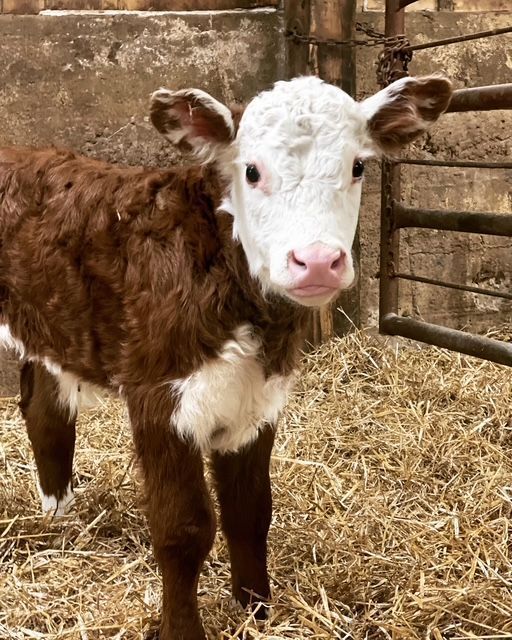 Brown-and-white calf standing on straw in a barn, looking at the camera.