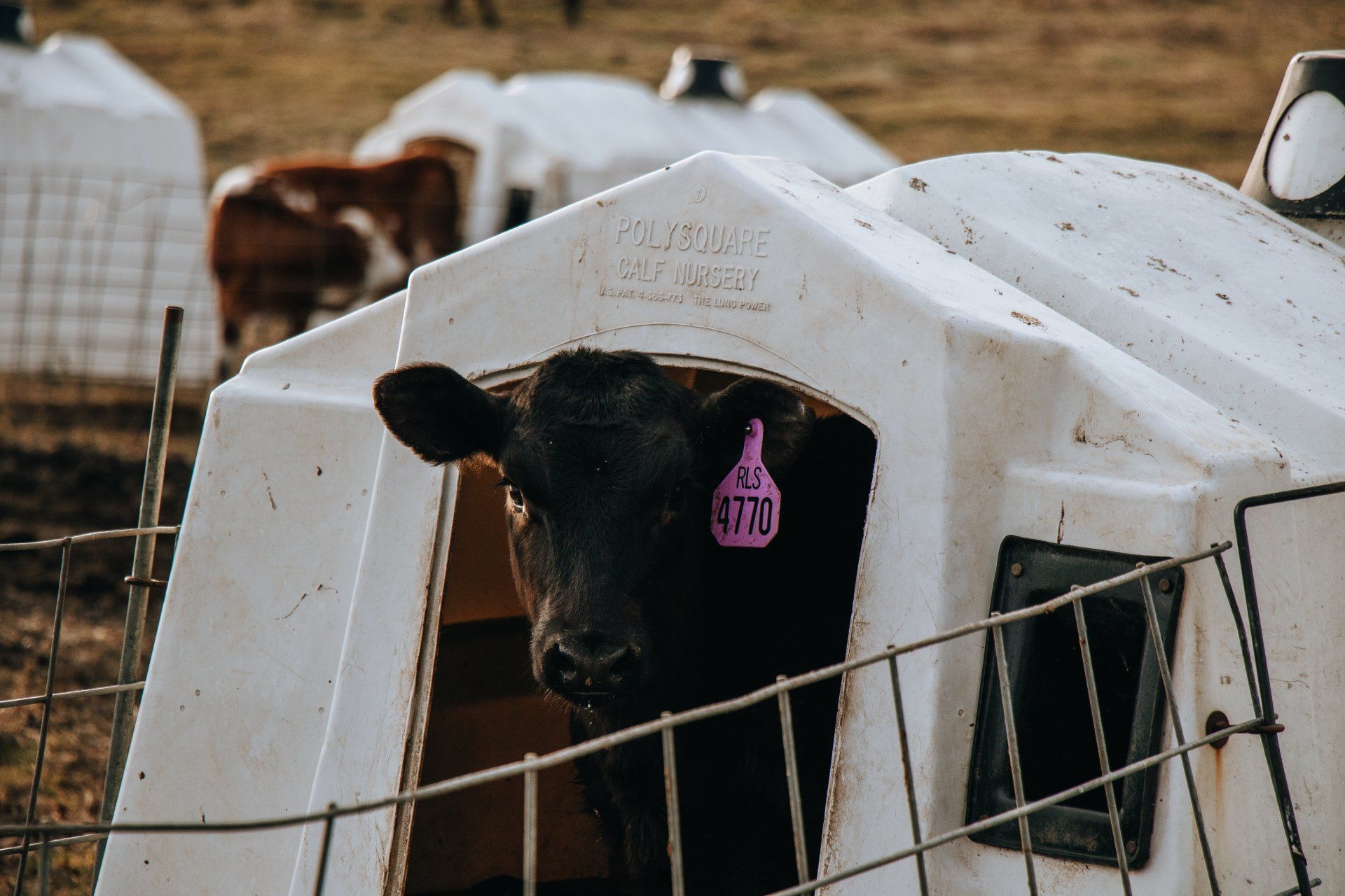 Black cow with ear tag standing in a white calf shelter behind a wire fence