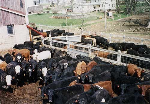 Cattle crowded in a fenced barnyard beside a farmhouse, many black cows and a few brown and white ones.