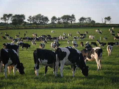 Cows grazing in a green pasture under a clear sky, with trees in the background.