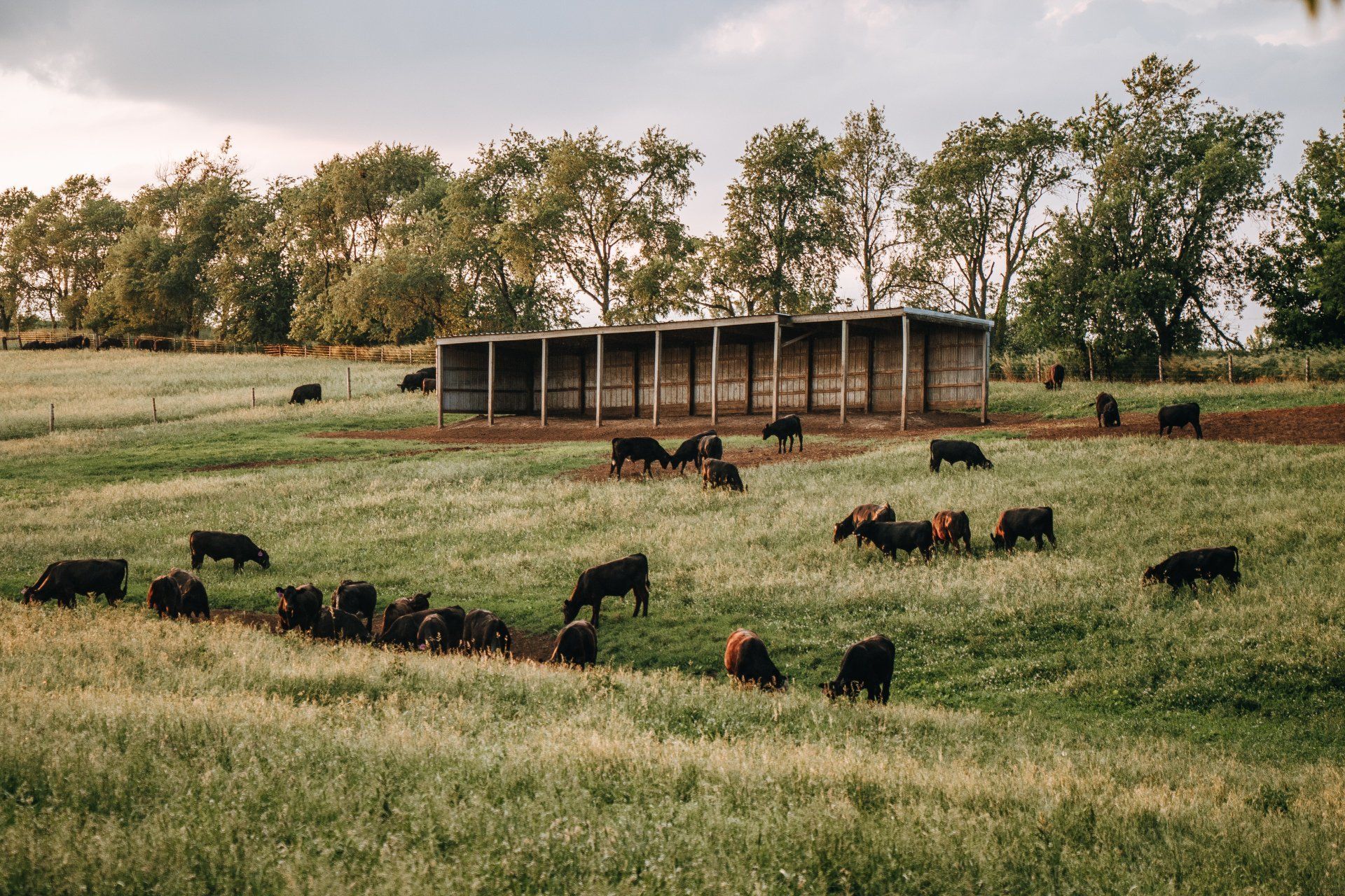 Cattle grazing in a green pasture beside a long barn with trees in the background
