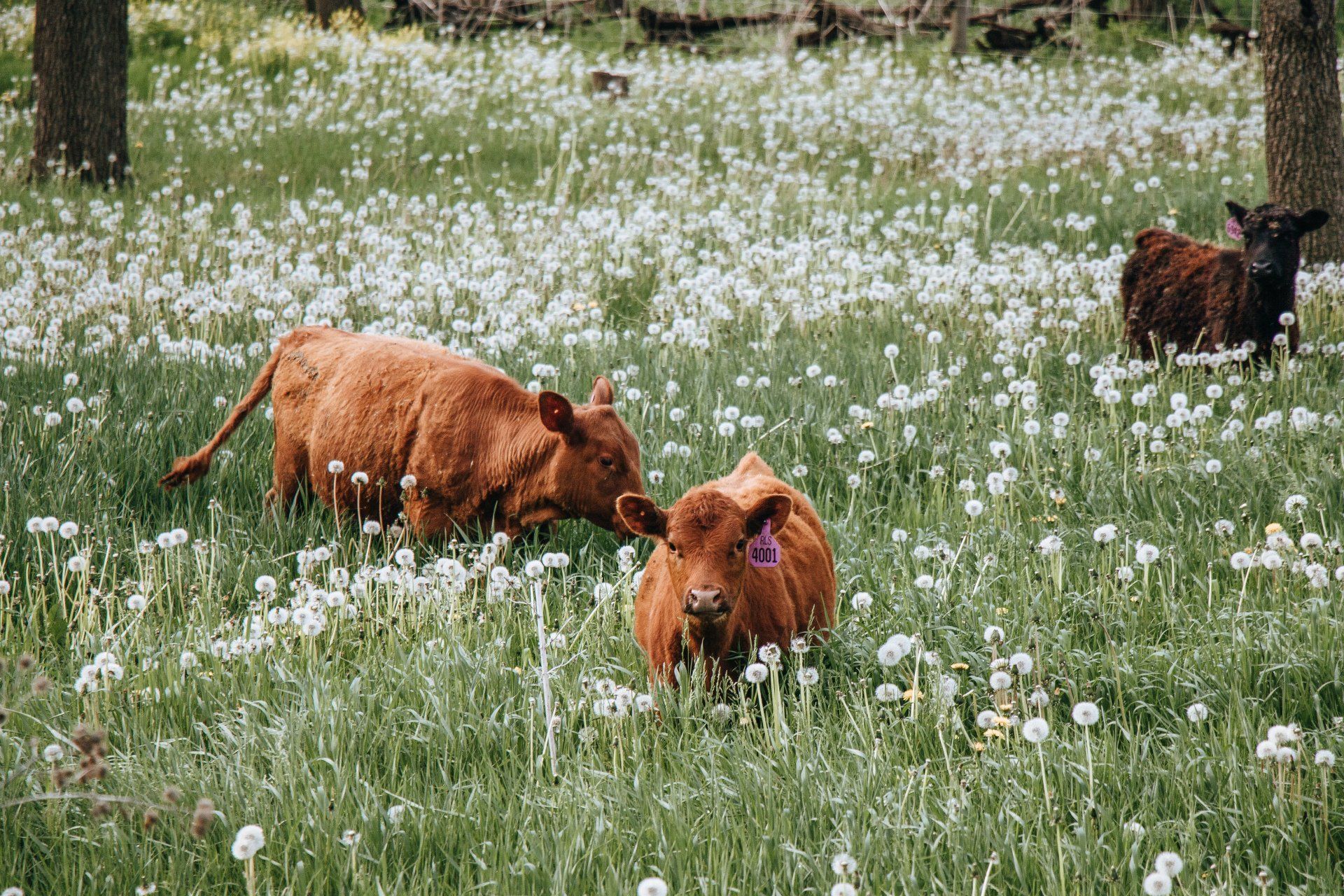 Two brown cows grazing in a white wildflower meadow, with a black dog in the background