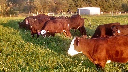 Brown cows grazing in a green field near a small white shed