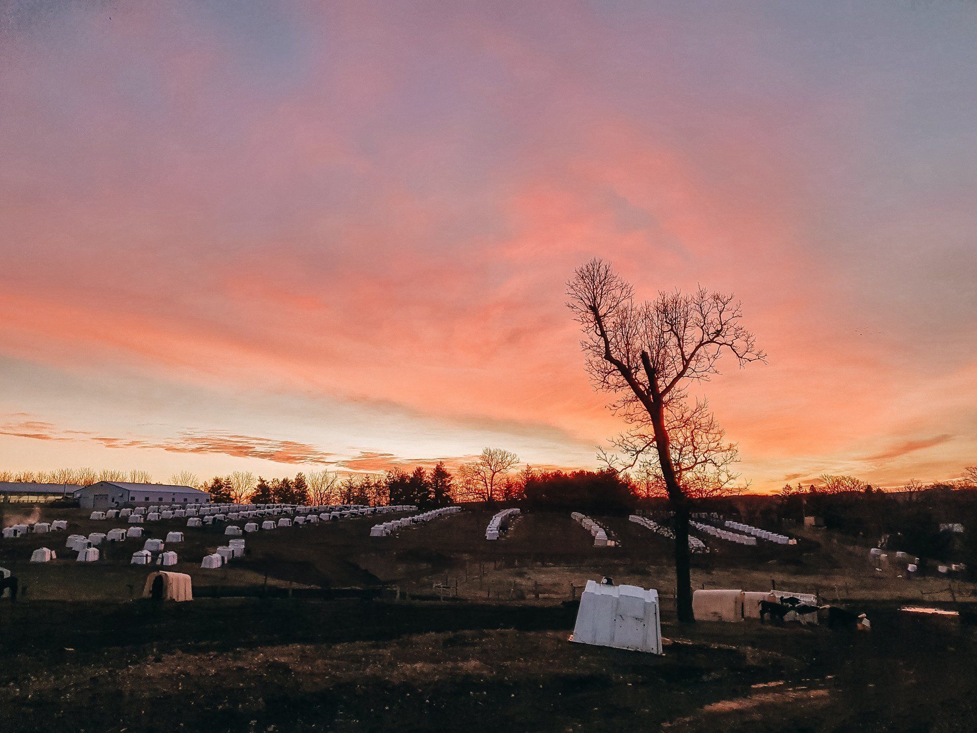 Sunset over a hillside neighborhood with pink clouds and a lone bare tree in the foreground