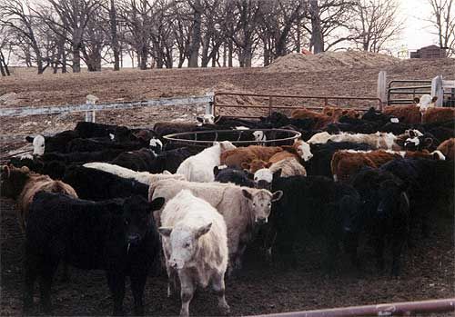 Herd of black, white, and brown cattle crowded in a muddy pen with bare trees behind them