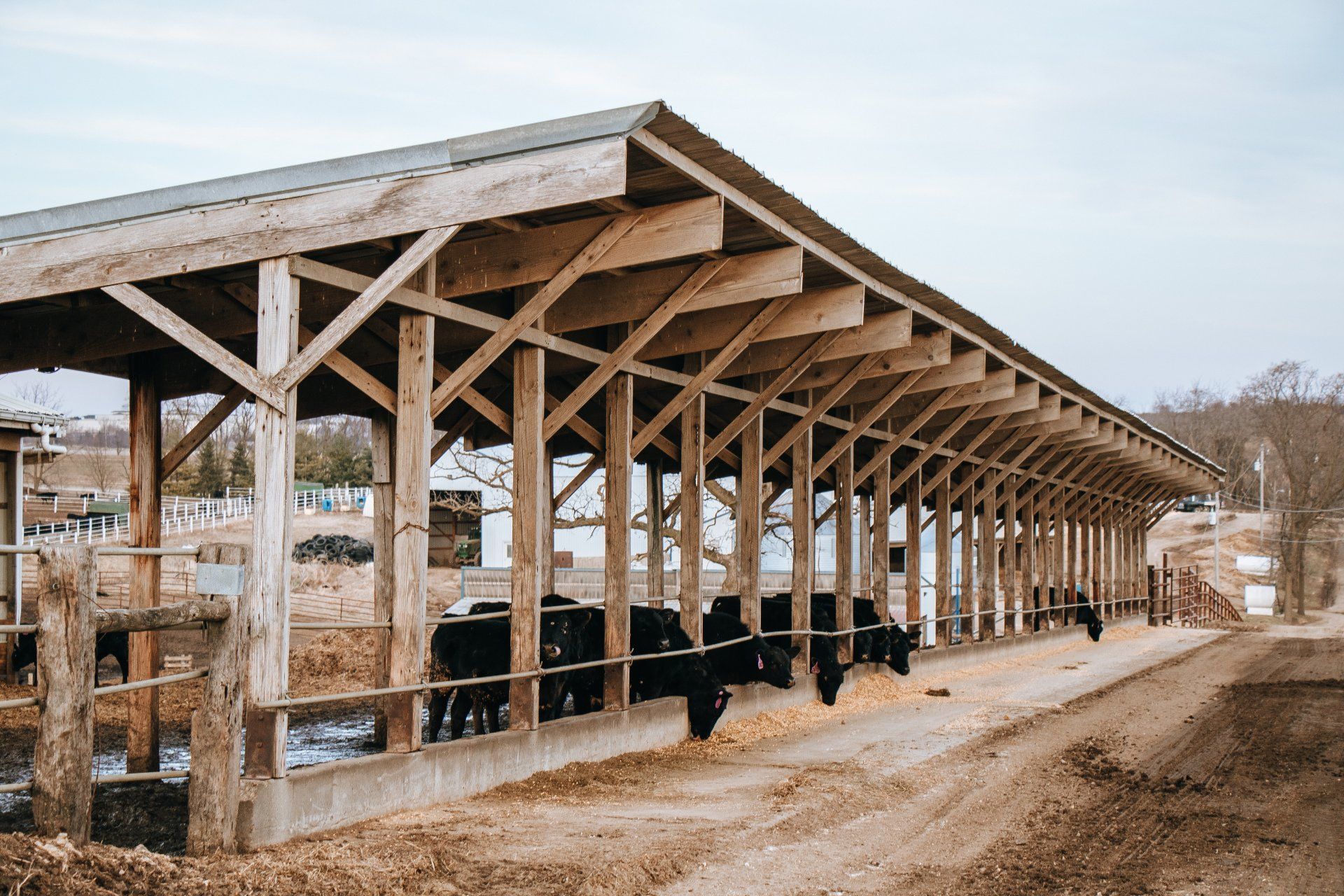 Open-sided wooden cattle barn with cows feeding along a dirt path in a rural field
