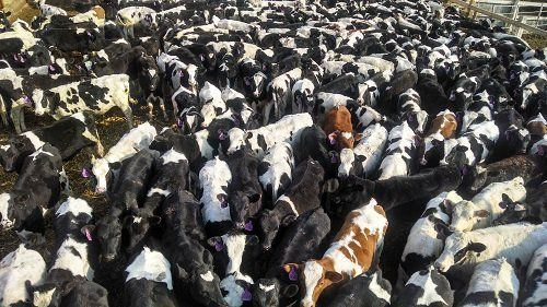 Crowded flock of black-and-white sheep with one brown sheep standing out on rocky ground