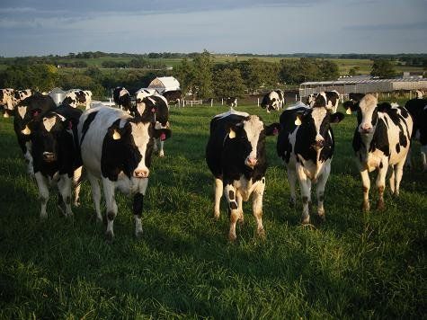Black-and-white cows standing in a grassy field with hills and trees in the background