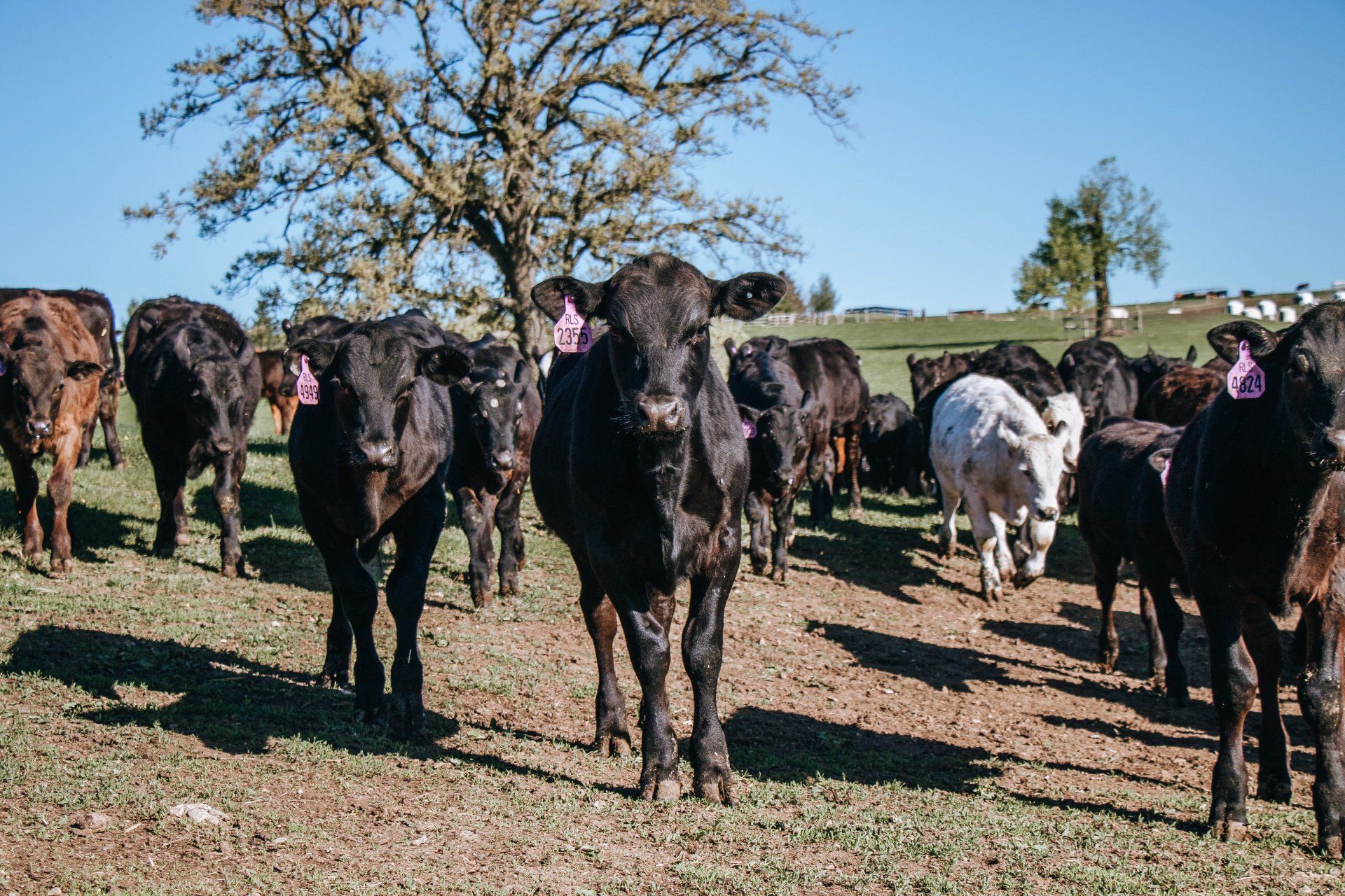 Black and white cows standing in a grassy field under a tree