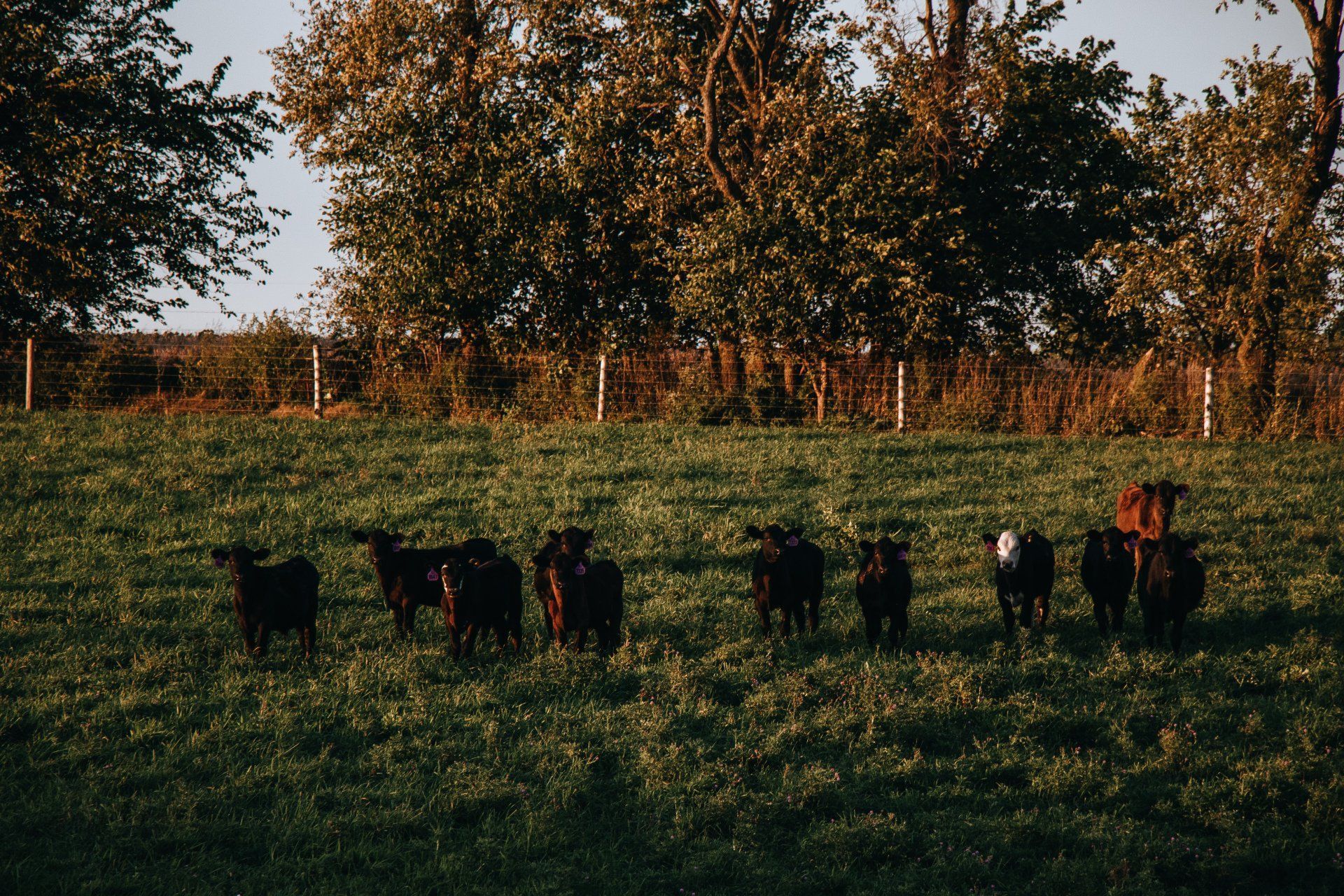 Dark cows grazing in a grassy field at sunset with trees in the background