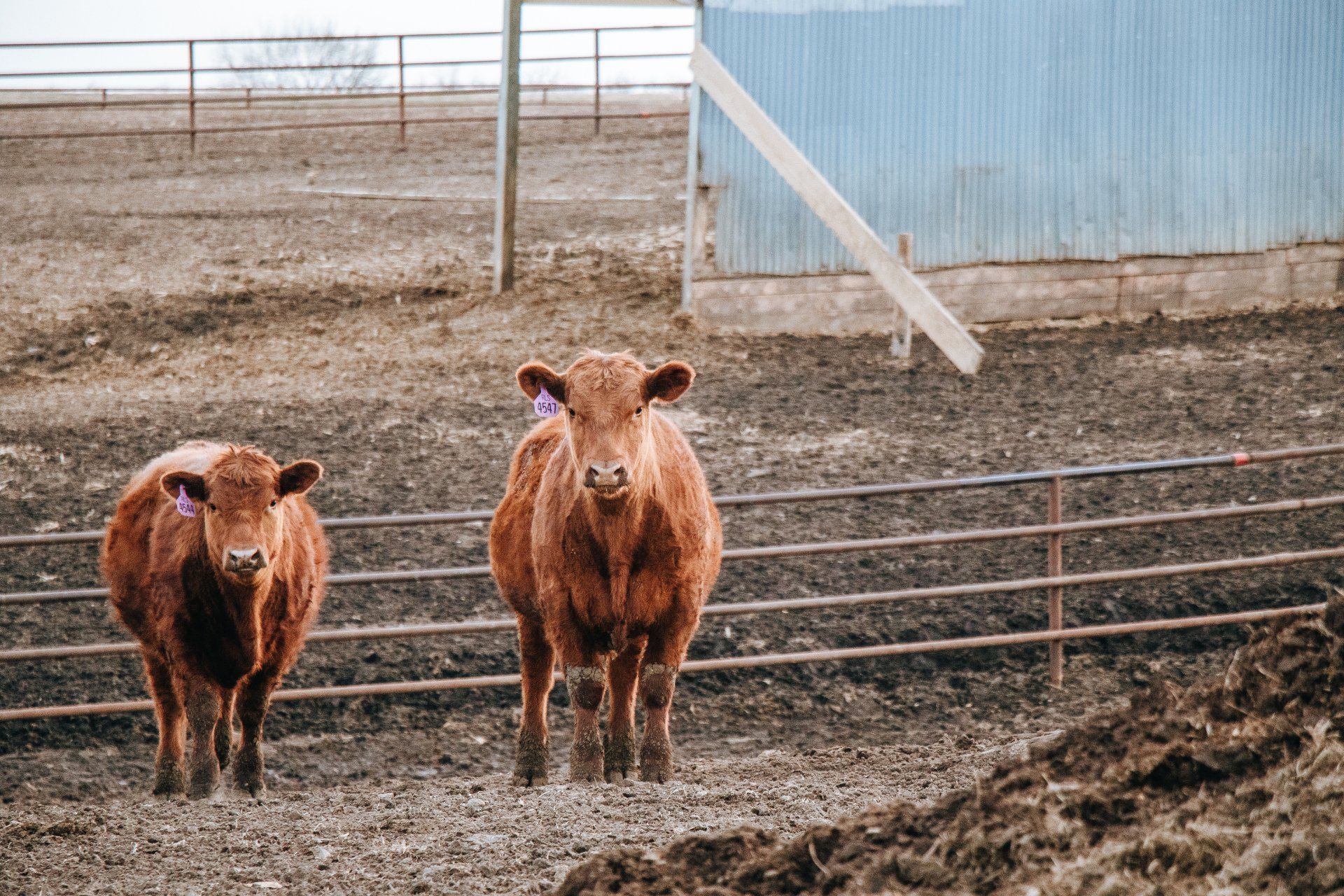 Two brown cows standing behind a fence in a muddy farm pen