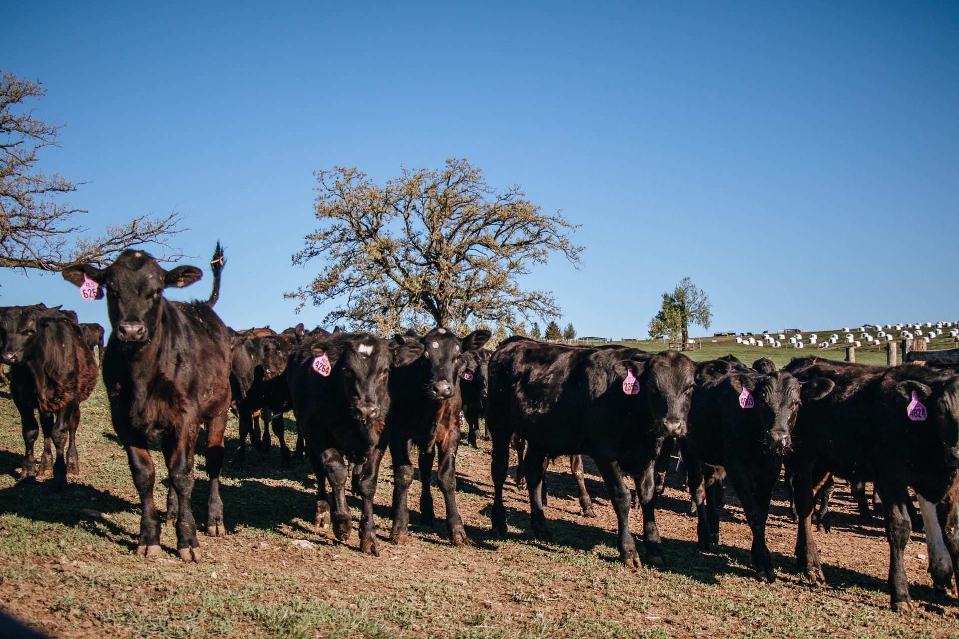 Herd of black cattle standing in a dry field under a blue sky
