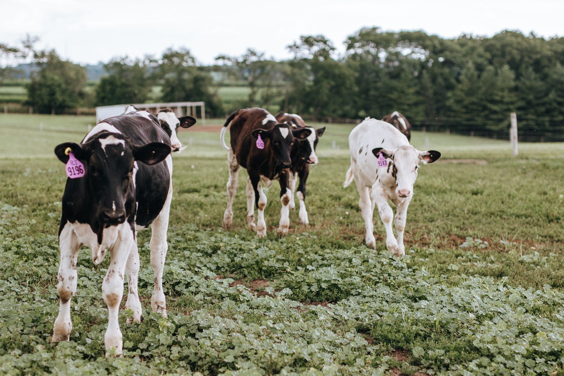 Black-and-white calves walking through a grassy pasture with a white calf in front
