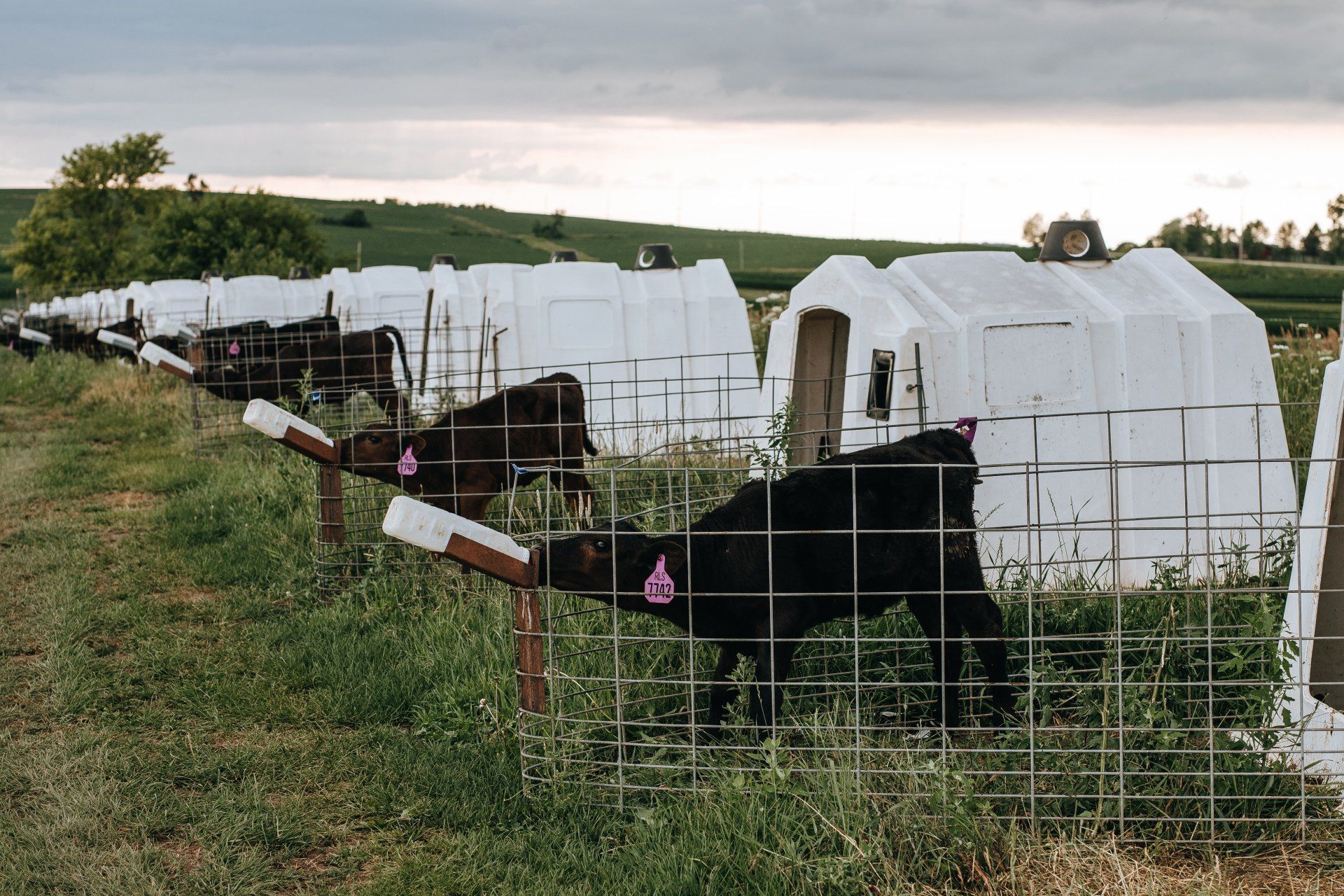 Cows grazing beside white portable shelters in a fenced grassy pasture at dusk