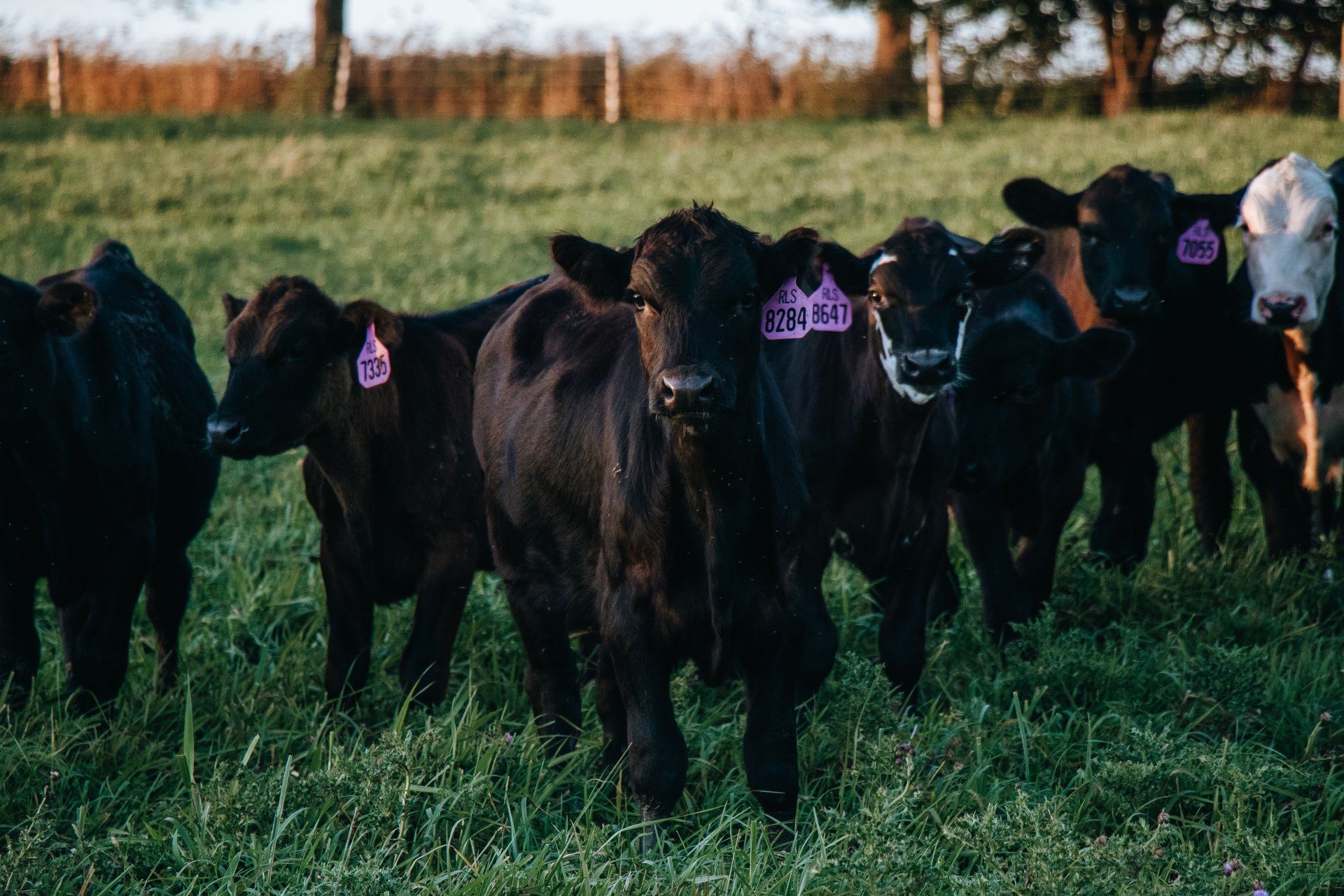 Black cows standing in a grassy field, facing the camera, with a line of trees in the background