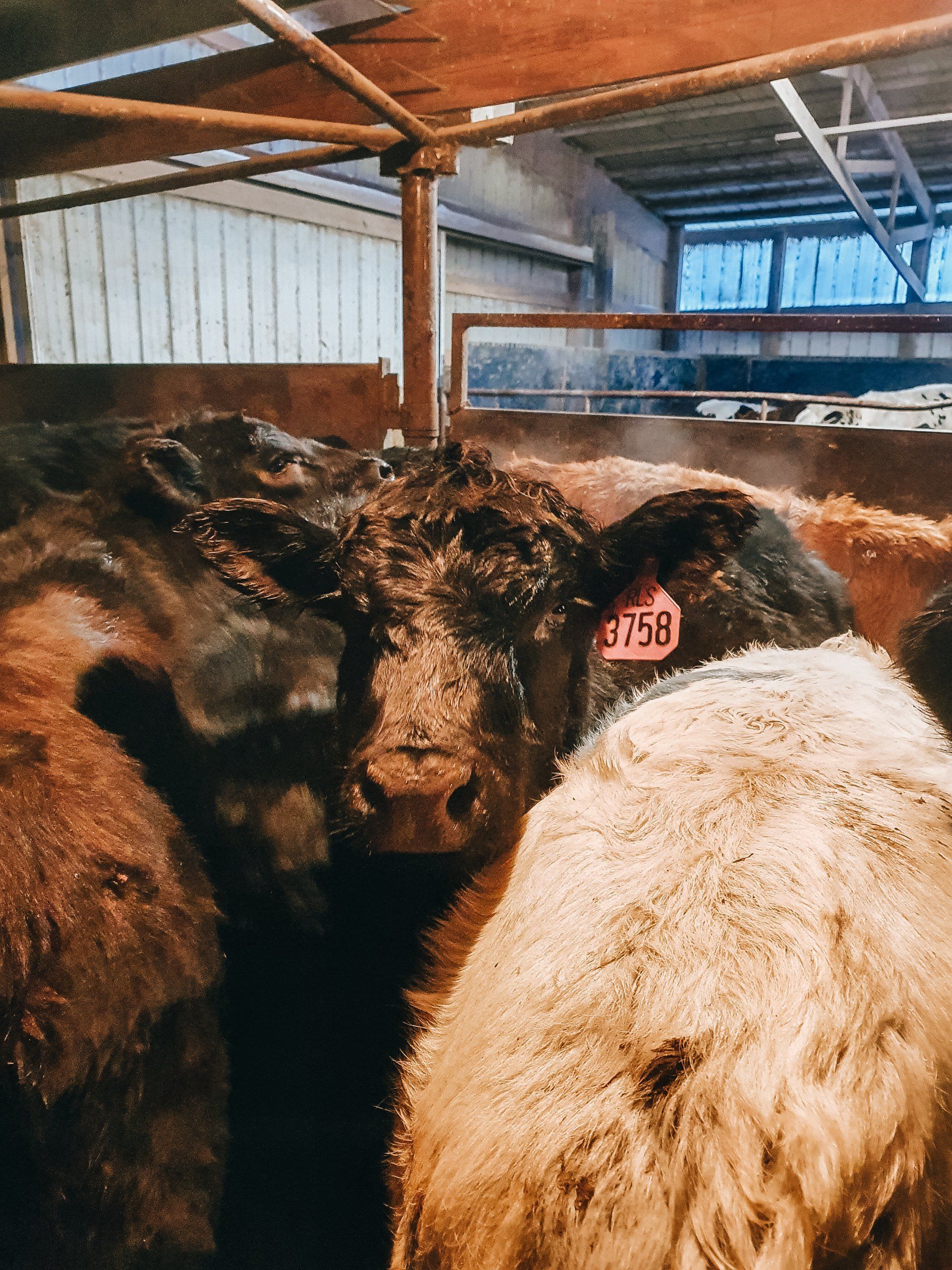 Cattle crowded together inside a barn, including a brown cow with a red ear tag and a white cow in the foreground