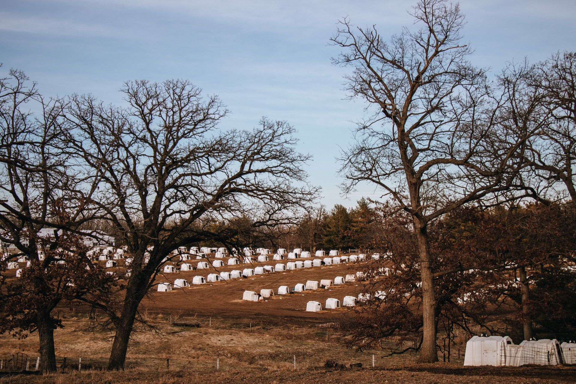 Rows of white headstones on a grassy hillside beneath leafless trees at dusk