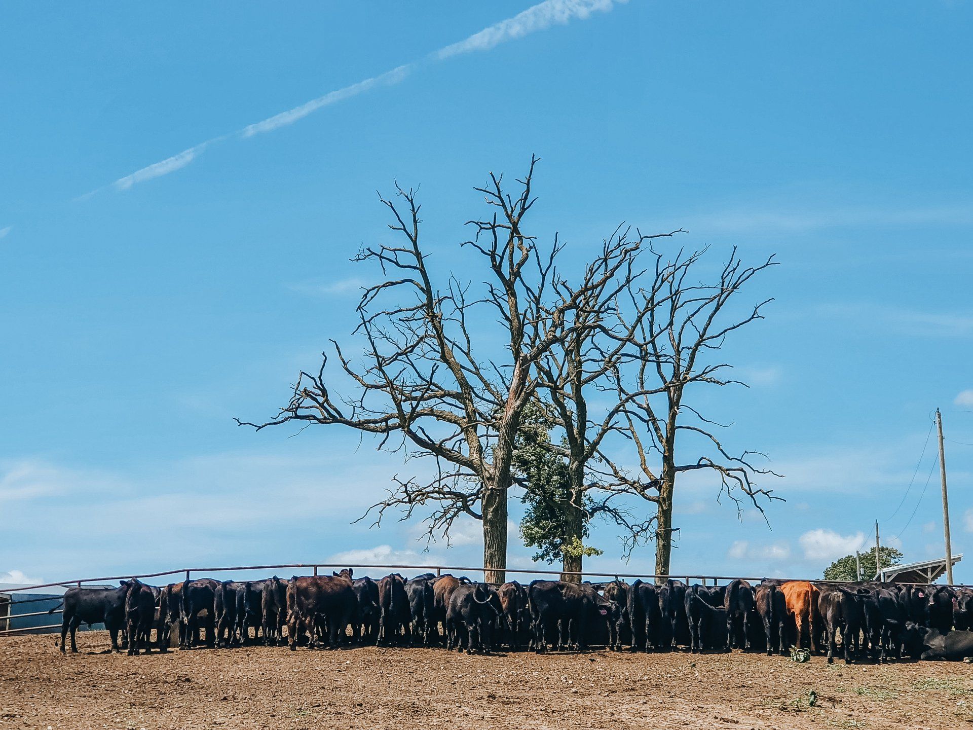 Crowd gathered behind a fence under a leafless tree on a bright blue sky day