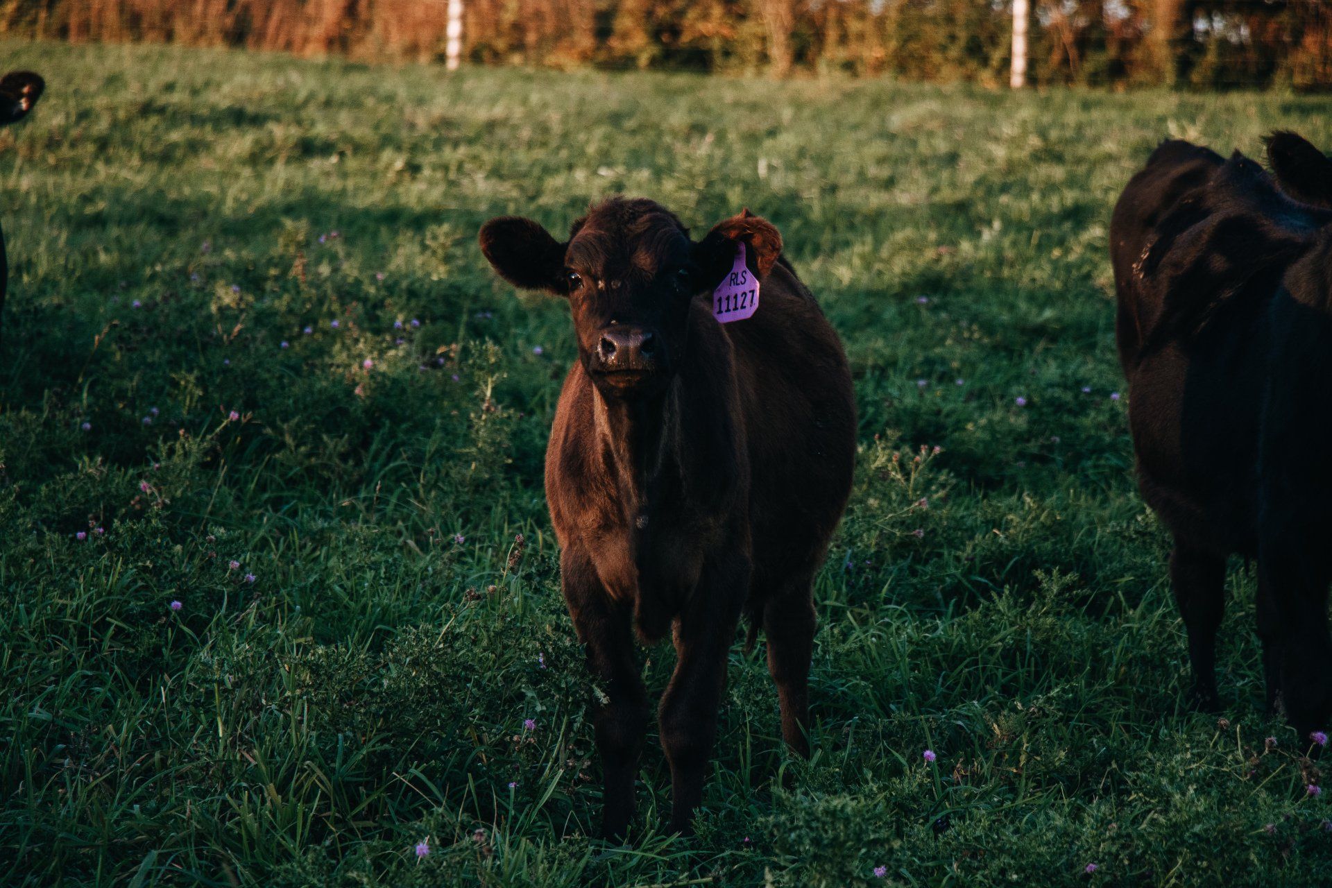 Herd of brown cattle standing in a grassy pasture under a blue sky