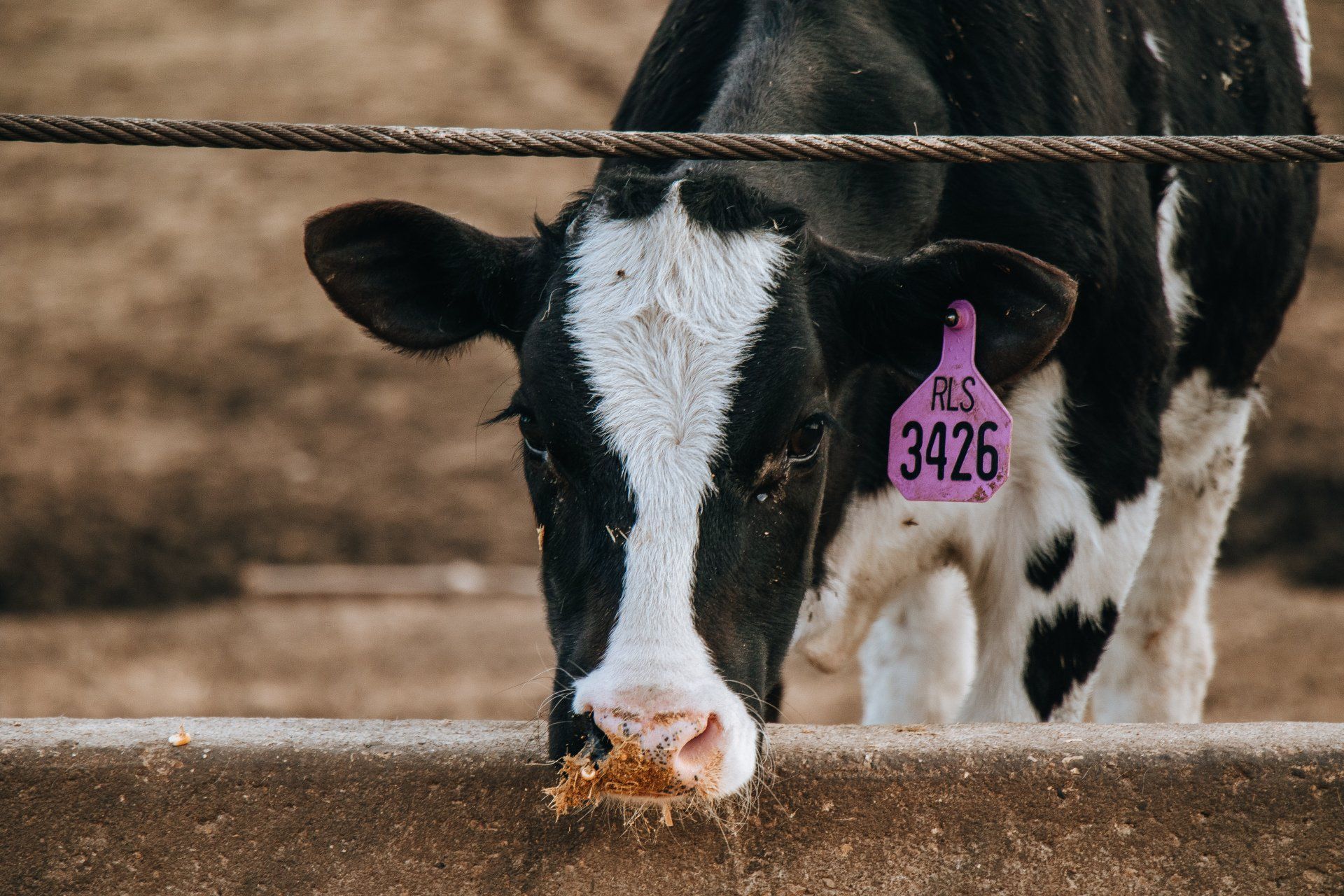 Black-and-white cow eating hay behind a fence, wearing a pink ear tag numbered 3426