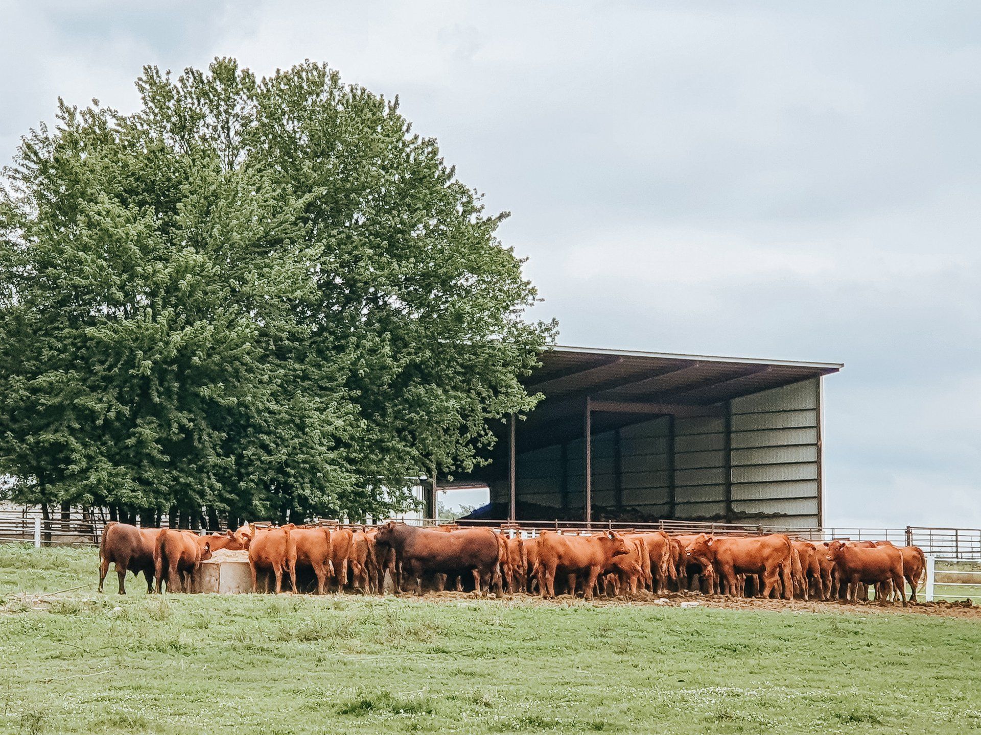 Herd of brown cattle gathered beside a tree and barn in a grassy field