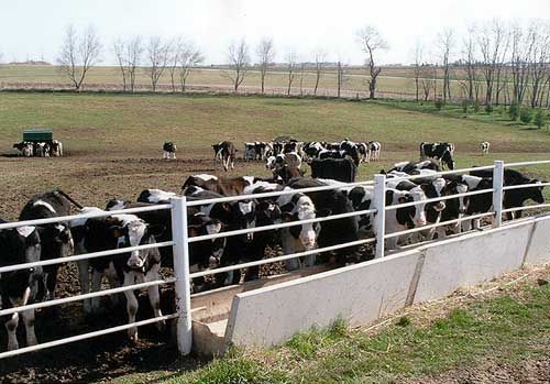 Black-and-white cows crowded behind a fence in a grassy pasture with a tractor in the distance