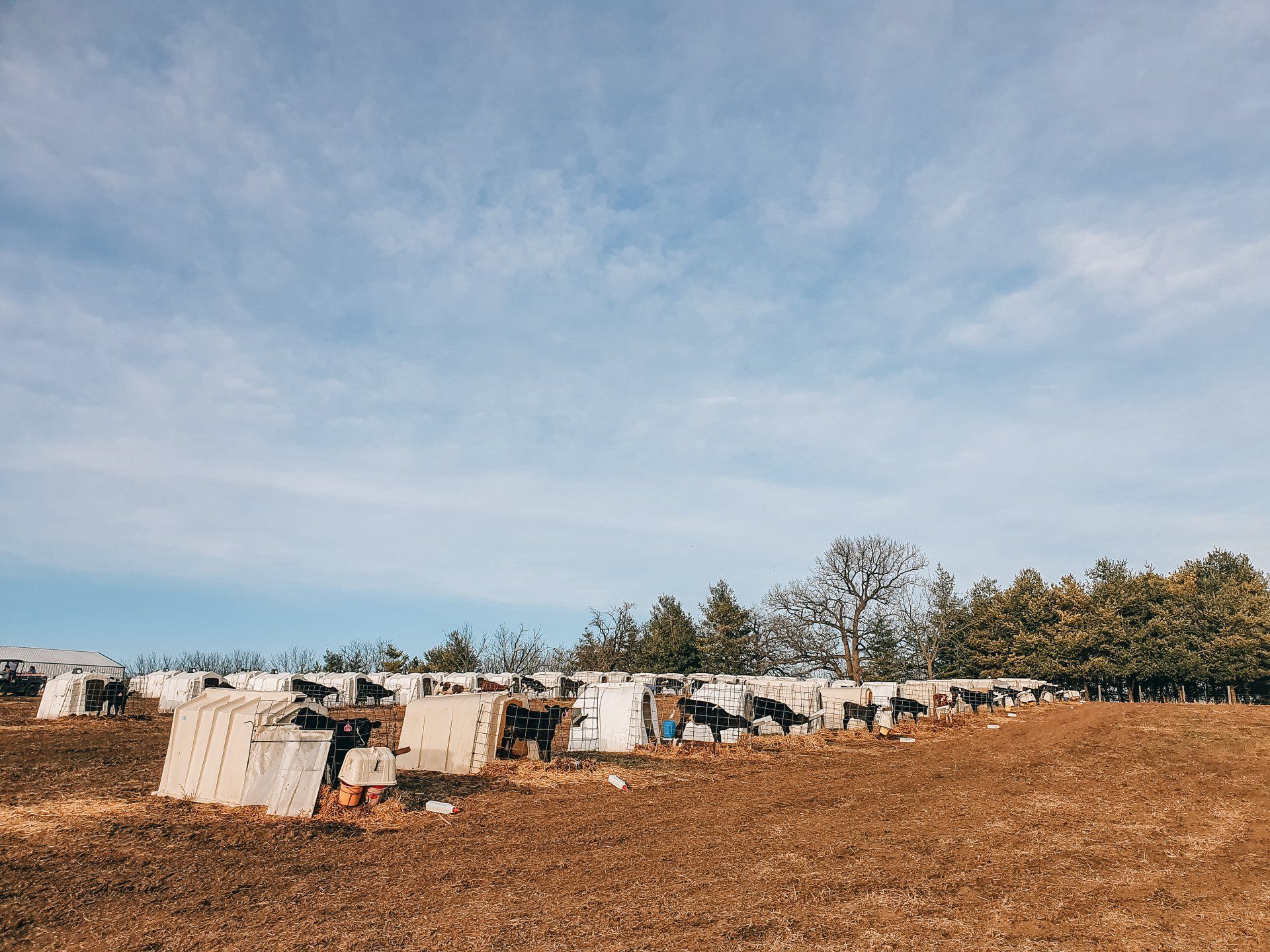 Rows of white beehives on a brown field under a blue sky with scattered clouds