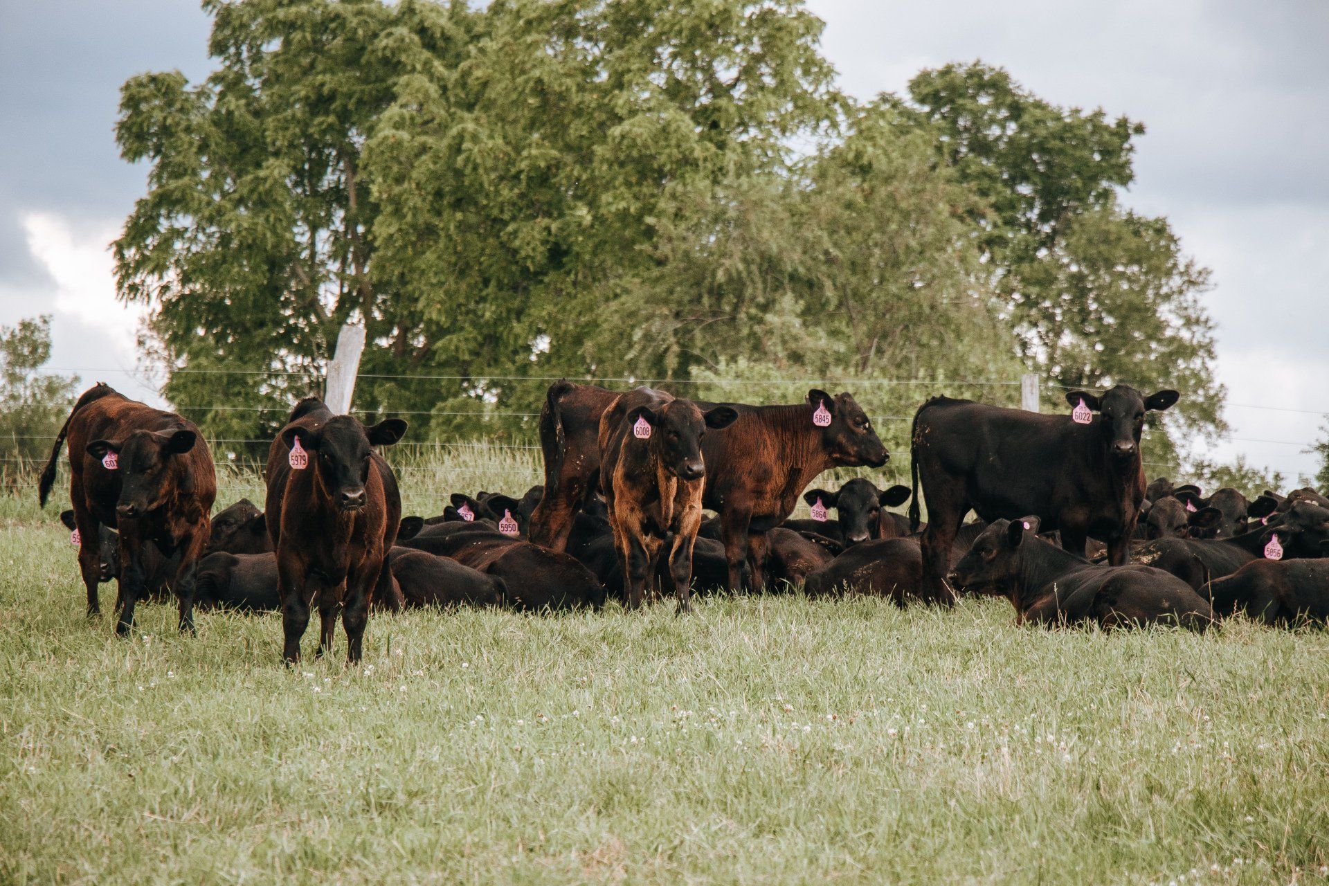 Black cattle grazing in a grassy field with trees in the background