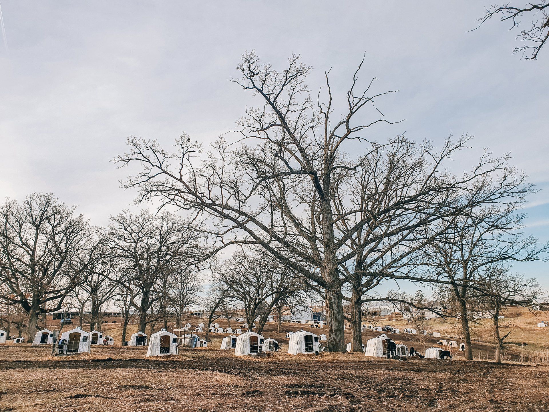 Small cemetery with leafless trees and scattered white gravestones under a cloudy sky.