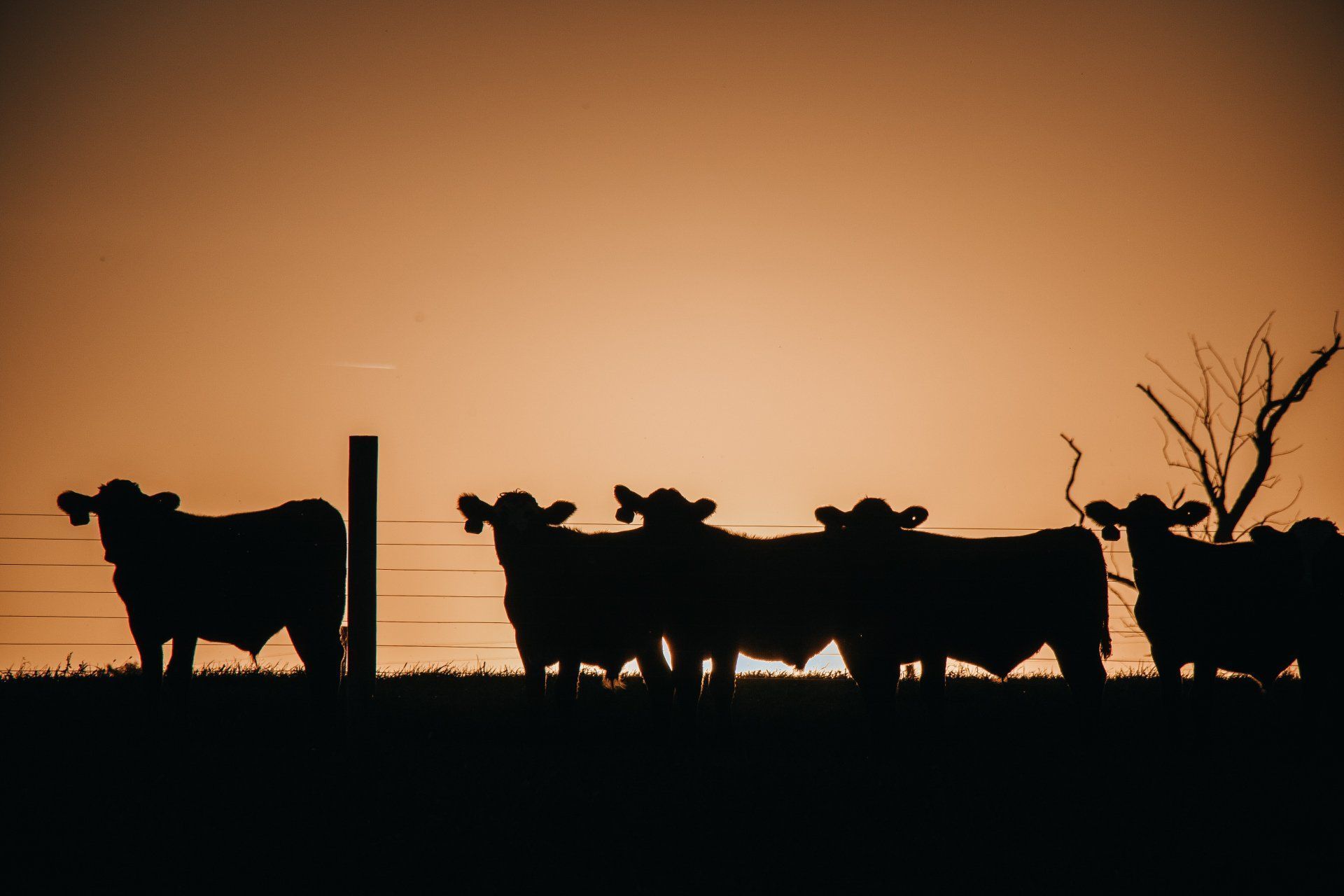 Silhouetted cows behind a fence at sunset with an orange sky and a bare tree