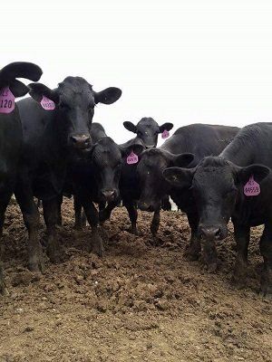 Black cows with pink ear tags standing in a muddy field, facing the camera.