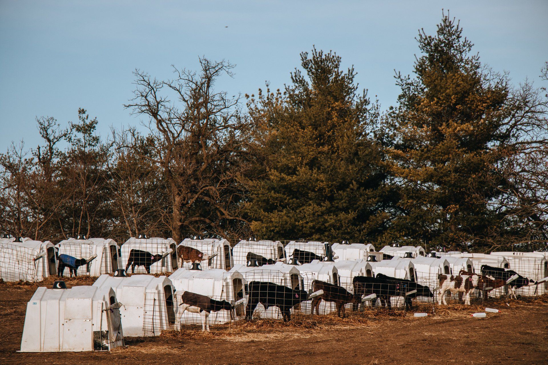 Goats standing and resting in a snowy outdoor pen beside trees under a clear sky