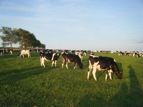 Cows grazing on a green pasture under a clear sky, with more cows in the distance.