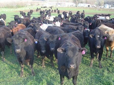 Black cattle herd standing on green pasture, facing the camera.